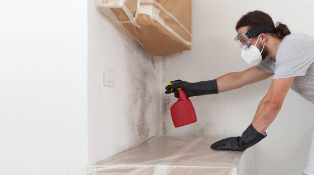 Professional Basement Mold Removal technician working in Duluth, MN